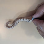 Hand-carved octopus tentacle mug holder made from walnut wood. Unique and functional art piece